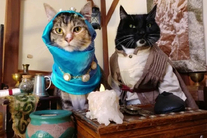 Why Cats in Costumes Are So Popular 1
