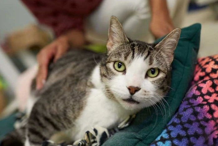 Why Celebrate a Cats Birthday 1