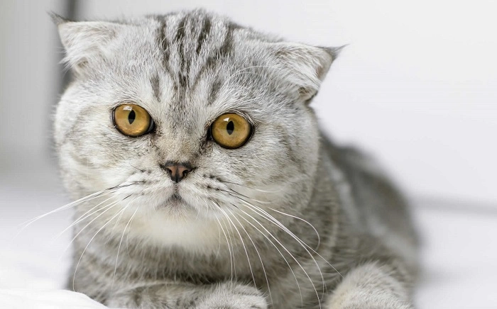 Why Do Some Cats Have Big Eyes 1