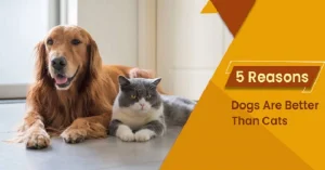 Read more about the article Why Dogs Are Better Than Cats: Loyalty, Love, and Companionship Explained