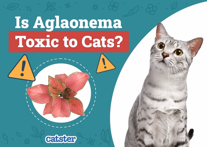 You are currently viewing Is Aglaonema Toxic to Cats? What Cat Owners Should Be Aware Of