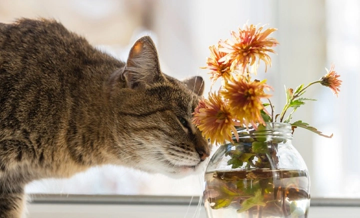 are alstroemeria toxic to cats 1