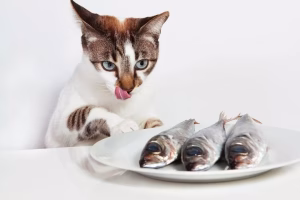 Read more about the article Are Sardines Good for Cats? A Complete Guide for Curious Cat Owners