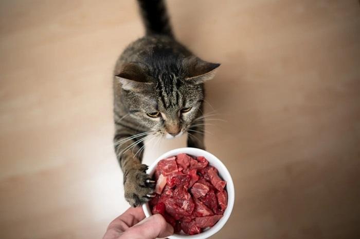 best raw cat food article feature