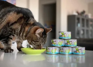 Read more about the article BFF Cat Food: The Ultimate Guide to Your Cat’s Health and Taste Satisfaction