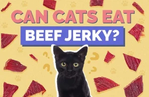 Read more about the article Can Cats Eat Beef Jerky? Full Guide to Safety, Risks, and Better Alternatives