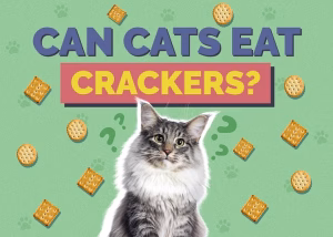 Read more about the article Can Cats Eat Crackers? Everything You Should Know Before Sharing Snacks with Your Feline