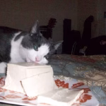 can cats eat fertofu