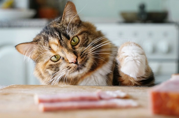 You are currently viewing Can Cats Eat Mayo? A Complete Guide for Concerned Cat Owners