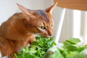 Read more about the article Can Cats Eat Parsley? Benefits, Risks and What Cat Owners Should Know