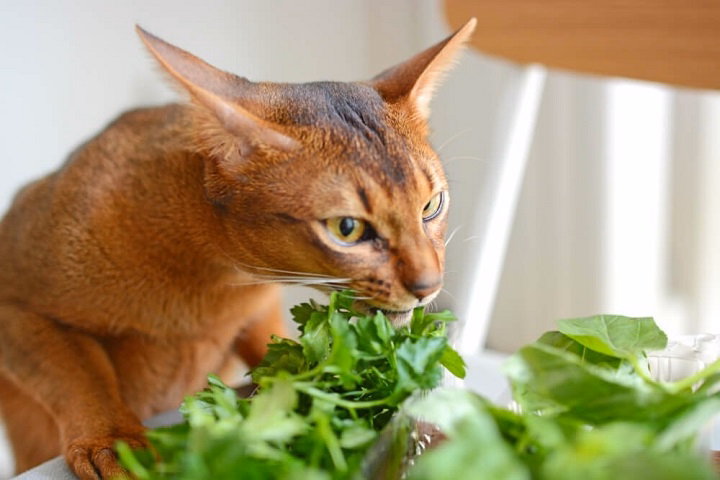 You are currently viewing Can Cats Eat Parsley? Benefits, Risks and What Cat Owners Should Know