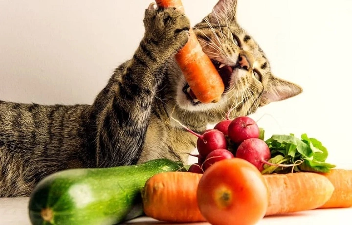 Read more about the article Can Cats Eat Pickles? The Truth About Feline Safety and Pickled Foods