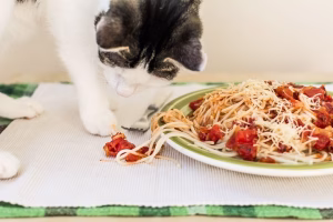 Read more about the article Can Cats Eat Spaghetti? What to Know Before Sharing Your Pasta with Your Pet