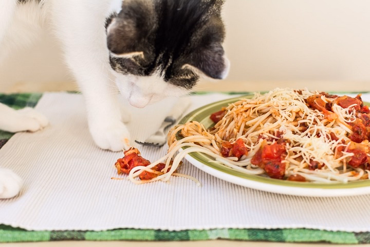 You are currently viewing Can Cats Eat Spaghetti? What to Know Before Sharing Your Pasta with Your Pet