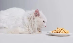 Read more about the article Can Cats Have Cashews? A Complete Guide to Feline Snacking Safety
