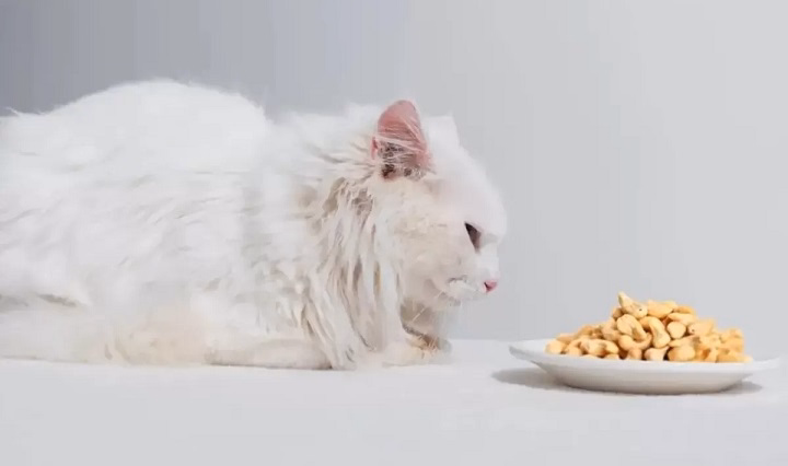 You are currently viewing Can Cats Have Cashews? A Complete Guide to Feline Snacking Safety
