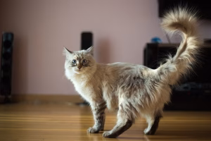 Read more about the article Can Cats’ Tails Fall Off? Understanding Feline Tail Injuries and Health