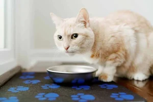 Read more about the article Best Cat Food Mats for a Clean and Tidy Feeding Area