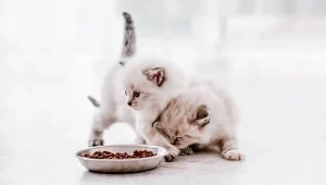 Read more about the article Enhance Your Cat’s Meals: A Guide to Choosing the Best Cat Food Toppers