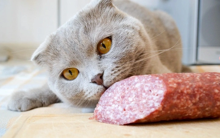 You are currently viewing Cats Can Have a Little Salami: Myth, Reality, and What You Should Know