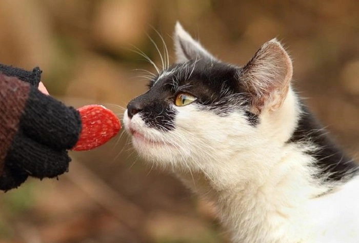 cats can have a little salami 3