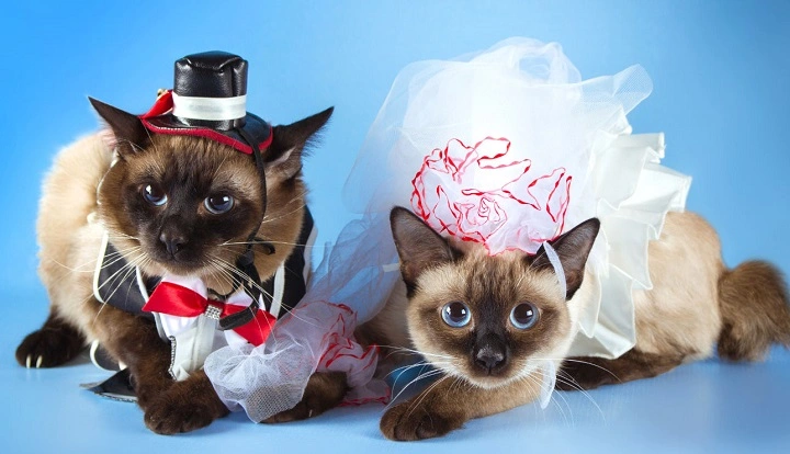 Read more about the article The Adorable World of Cats in Costumes: Fun, Fashion, and Tips