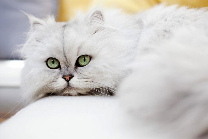Read more about the article Cats with Big Eyes: The Most Adorable Wide-Eyed Breeds and What Makes Them Special