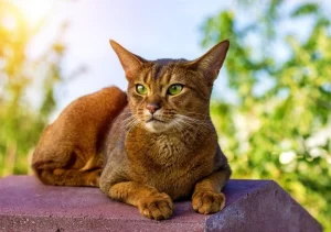 Read more about the article Enchanting Charms of Cats with Green Eyes: What Makes Them So Special?