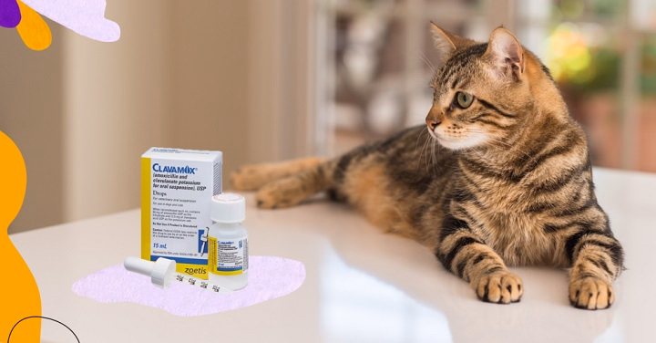 You are currently viewing Clavacillin for Cats: What Pet Owners Need to Know About This Essential Antibiotic
