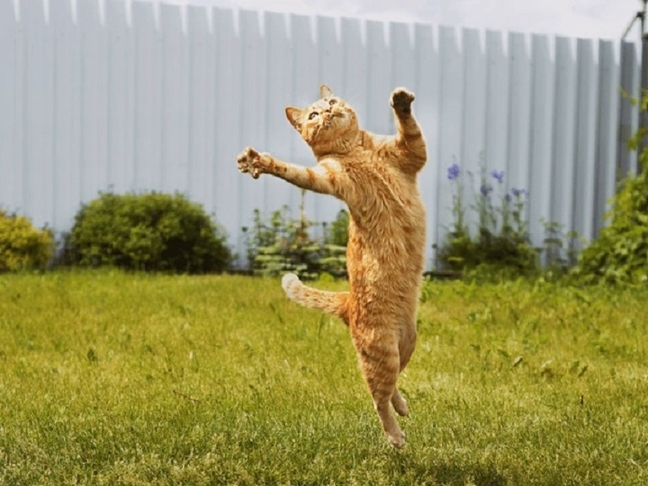 You are currently viewing Dancing Cats: The Internet’s Favorite Feline Trend Explained