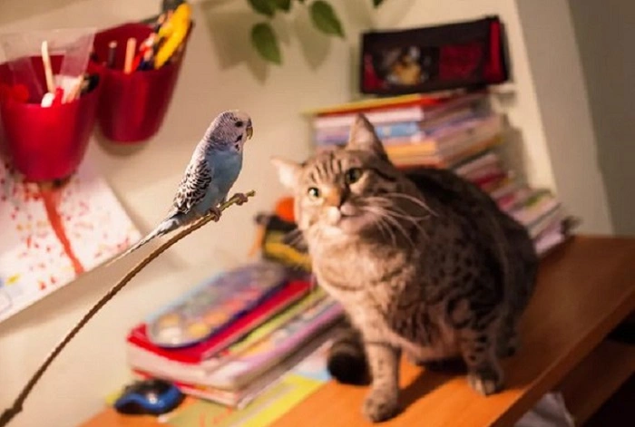 do cats eat birds 2