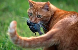 Read more about the article Do Cats Eat Birds? Exploring Feline Hunting Instincts and What It Means for Wildlife