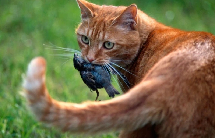 Read more about the article Do Cats Eat Birds? Exploring Feline Hunting Instincts and What It Means for Wildlife