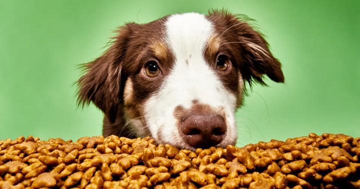 Read more about the article Allergen-Reducing Cat Food: A Smart Solution for Sensitive Pets and Their People