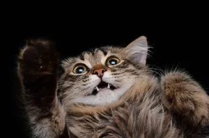 Read more about the article Goofy Cats: Why Our Silly Feline Friends Keep Us Laughing