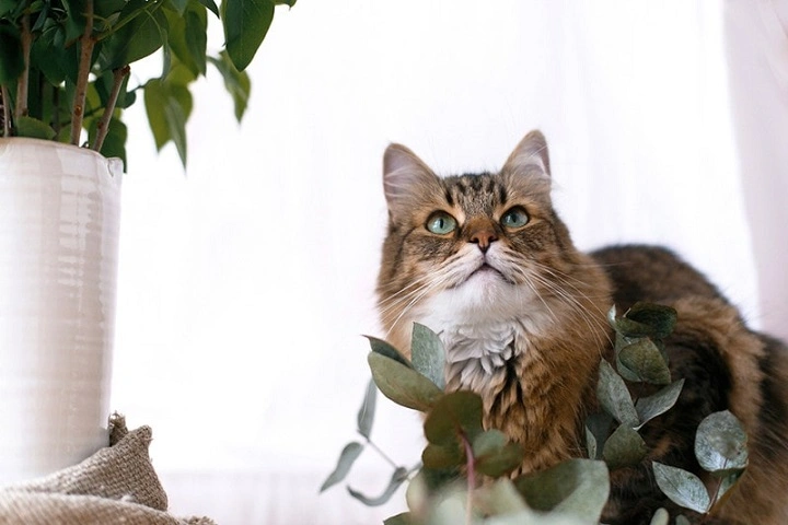 Read more about the article Is Neem Oil Safe for Cats? What Every Pet Owner Should Know