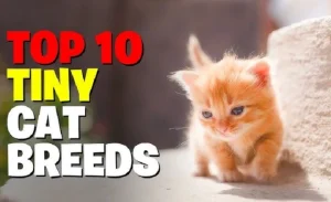 Read more about the article  Miniature Cats: Everything You Need to Know About These Tiny Feline Companions