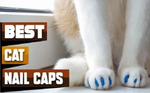 Read more about the article Nail Caps for Cats: A Safe and Stylish Alternative to Declawing