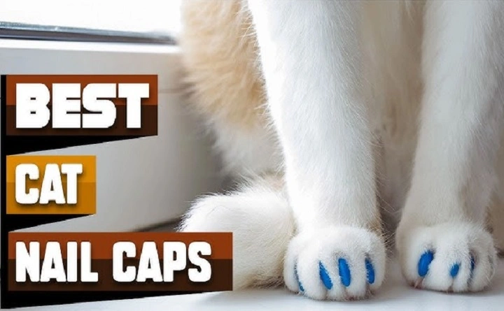 You are currently viewing Nail Caps for Cats: A Safe and Stylish Alternative to Declawing