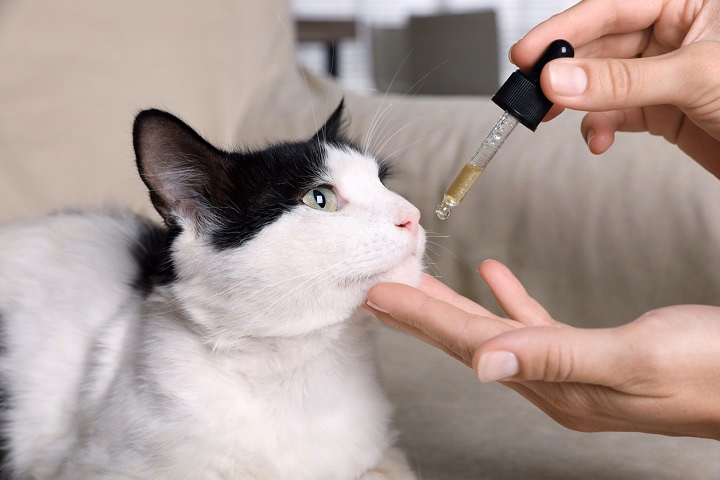 Read more about the article Pill Shooter for Cats: A Safe and Easy Way to Give Your Cat Medication