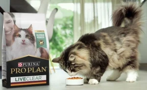 Read more about the article Purina LiveClear Cat Food: The Ultimate Solution for Cat Allergies and a Healthy Diet