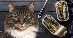 Read more about the article Sardines for Cats: Are They Safe, Healthy and How Should You Serve Them?