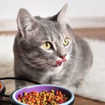 soft dry food for cats with bad teeth