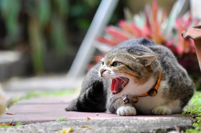 stress in cats