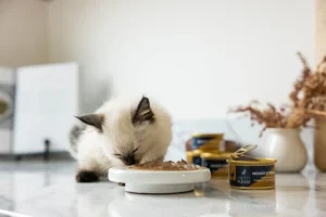 Read more about the article Tiny Tiger Cat Food: Big Nutrition for Your Little Feline