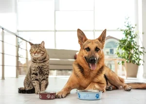 Read more about the article Urinary SO Cat Food: A Comprehensive Guide for Pet Parents