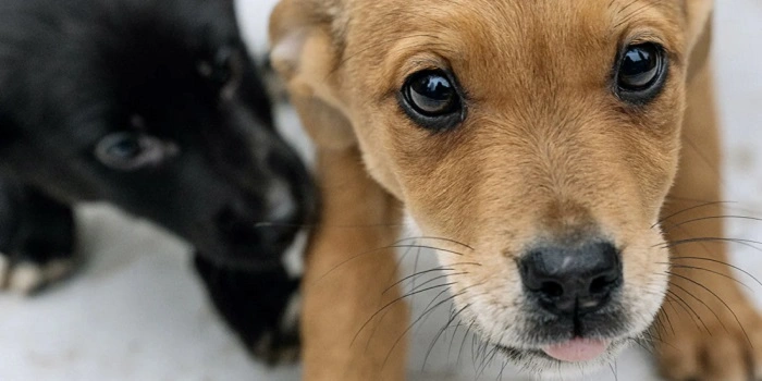 Benefits of Adopting via Roanoke Craigslist Pets