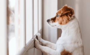 Read more about the article Helping Your Dog Through Separation Anxiety