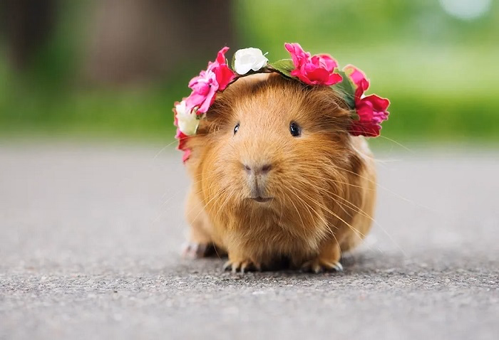 best low maintenance petsdgd 1