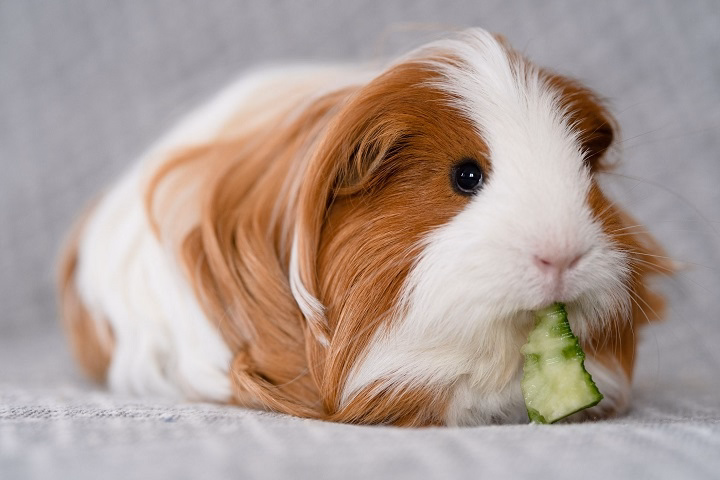 Read more about the article Best Low Maintenance Pets: Easy Companions for a Busy Lifestyle